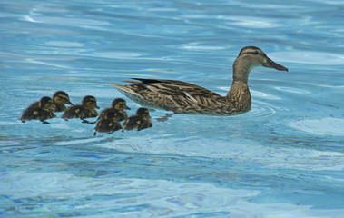 Mallard with ducklings