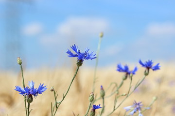 Kornblumen im Kornfeld