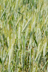 Rye growing in a field