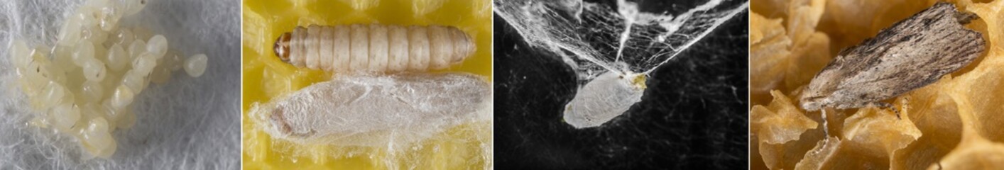 Galleria mellonella; wax moth - bee parasite - development