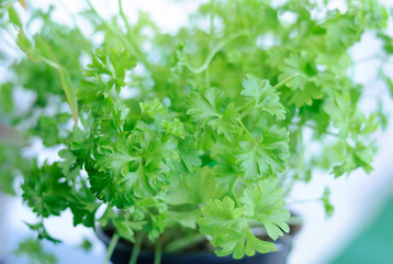 Parsley