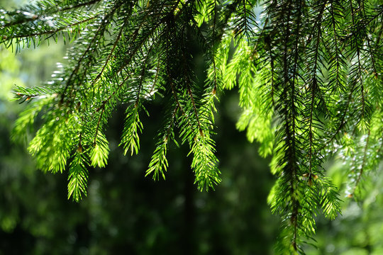 Fototapeta Branches of coniferous tree
