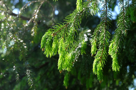 Fototapeta Branches of coniferous tree