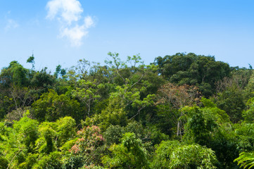 green forest background in a sunny day ,Tropical forest on blue sky