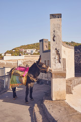 Aeolian Islands - Ginostra - Sicily - Donkey used to luggage
