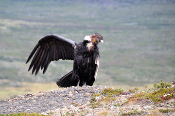 Male Andean condor (Vultur gryphus) in the wild seen in Patagonia, Chile, near Torres del Paine national park