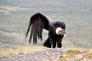 Male Andean condor (Vultur gryphus) in the wild seen in Patagonia, Chile, near Torres del Paine national park