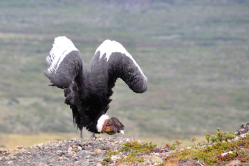 Male Andean condor (Vultur gryphus) in the wild seen in Patagonia, Chile, near Torres del Paine...