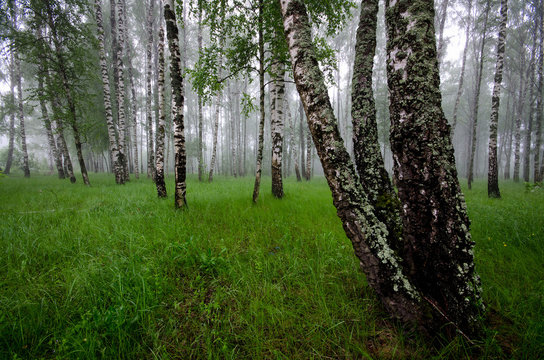 Fototapeta misty birch forest