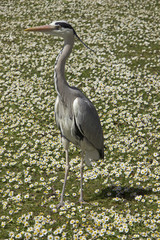 Grey Heron and Daisies