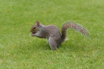 Grey Squirrel eating nut