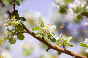 Flower and a bee with a shallow depth of field