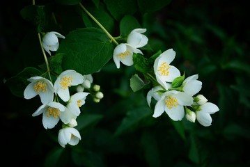 Белые цветы на зелёных ветках куста жасмина