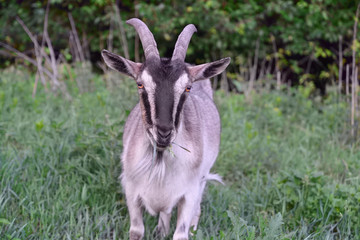 Female domestic goat is posing for portrait.