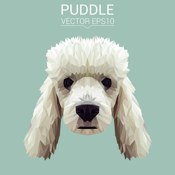 Poodle dog animal low poly design. Triangle vector illustration.