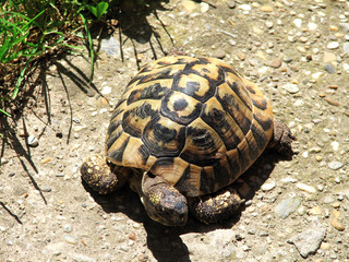 Turtle