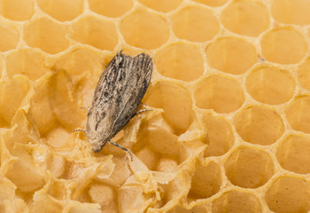 Obraz premium Galleria mellonella; ćma woskowa - pasożyt pszczół