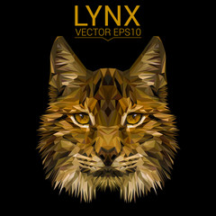 Fototapeta premium Lynx cat animal low poly design. Triangle vector illustration.