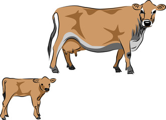 Jersey cow with calf