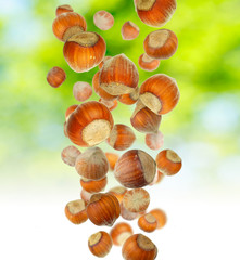 Many hazelnuts fall from the tree on a green natural background. Beautiful large hazelnuts close-up macro.