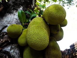 The tree branch full of jack fruits
