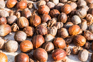 Close-up of fresh nutmeg mace seed being dried under sun