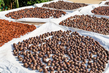 Close-up of fresh nutmeg mace seed being dried under sun