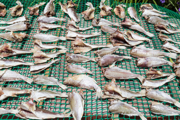 Fish being sun dried with salt in Malaysia