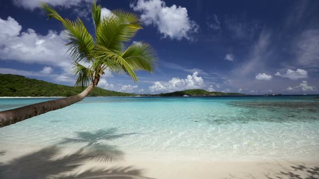 palm tree on tropical beach in Caribbean, Oppenheimer Beach, St John
