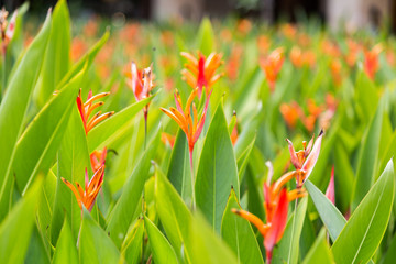 Birds of Paradise flower and plant, thrives in tropical climate