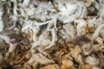 raw virgin wool