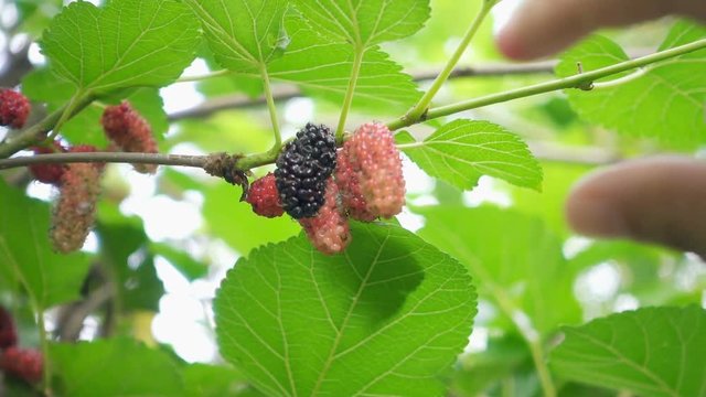 Woman hand picking mulberry, slow motion shot