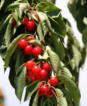 cerises &agrave; cueillir sur le cerisier dans le Lub&eacute;ron, vaucluse
