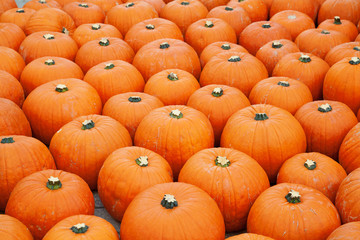 Colorful pumpkins