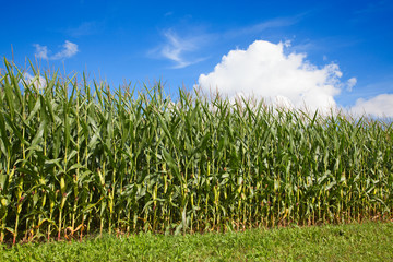 Corn field
