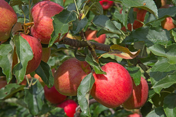 Apple garden