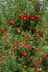 Fototapeta premium Apple garden