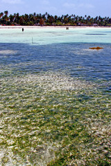 seaweed beach   zanzibar  people
