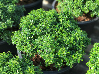 Murraya paniculata plant in black pot