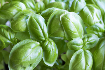 Fresh green leaves of young basil plants