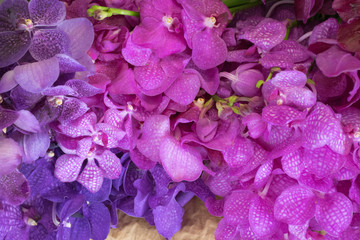 Obraz premium Lila Orchideen