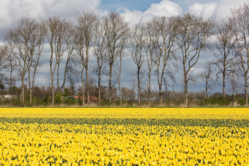 Obraz premium Dutch farmland with yellow tulip field