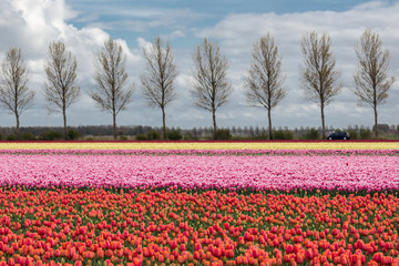 Dutch farmland with country road and colorful tulip field