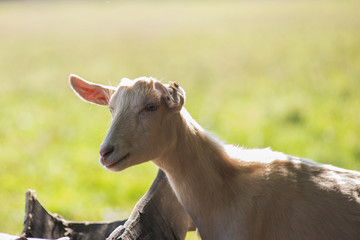 goat in farm
