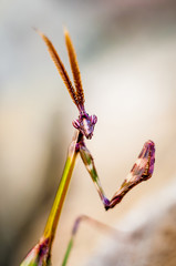 Macro Portrait Of Praying Mantis, Close Up