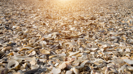 Shells on the beach. Un-focus image.