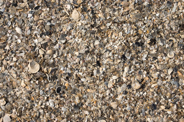 Shells on the beach. Un-focus image.