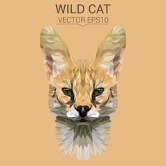 Fototapeta premium Wild cat lynx low poly design. Triangle vector illustration.