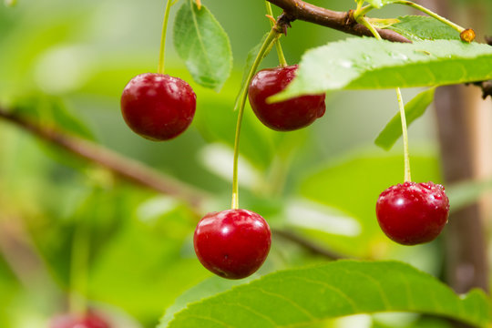 Ripe red organic sour cherries on the branch