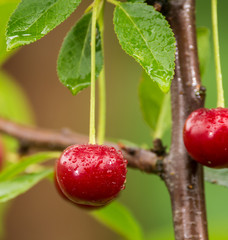 Ripe red organic sour cherries on the branch